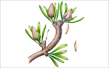 Reconstruction of the ancient, dinosaur-era relative of today's Ginkgo biloba plant.
